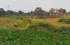 0.25 ac Land at Thika - 5