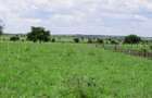 Residential Land at Kitengela Ostrich Farm - 4