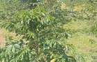 6.5 ac Land at Nandi Hills - 2