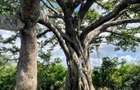 Land in Vipingo - 16