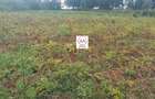 10 ac Land at Enabelbel - 1