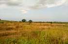 Land at Manira Trail - 5