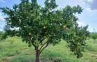 2,000 ac Commercial Land at Voi Mwatate - 2