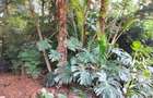0.70 ac Land in Westlands Area - 2