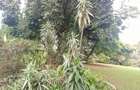 0.5 ac Land in Westlands Area - 5