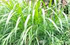 5,400 ft² Commercial Land in Kinoo - 3