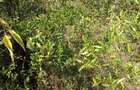 9.75 ac Land at Naro Moru - Kirima - 1