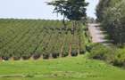 500 m² Land at Zuri Springs Estate - 14