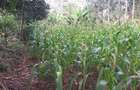 0.113 ac Commercial Land in Ongata Rongai - 10