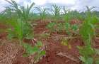 Residential Land at Mutuabare - 16