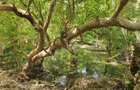 7 ac Land in Watamu - 4
