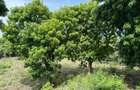 8,093.72 m² Land at Diani 3Rd Row Beach - 14