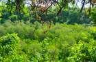 Land in Kilifi County - 16