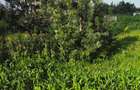 0.09 ac Residential Land at Migaa Golg Road - 7