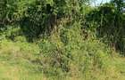 Commercial Land in Juja Farm - 2
