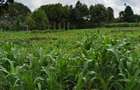 0.5 ac Land in Tigoni - 1
