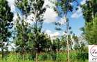 0.25 ac Land at Thika - 8