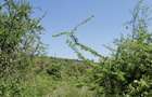 100 ac Land at Olepolos - 11