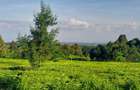 0.5 ac Land at Limuru Girls Secondary School - 6
