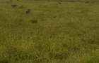 Land in Joska - 9
