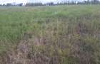 0.25 ac Land in Ongata Rongai - 10