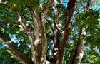 167.5 ac Land at Kuruwitu Beach - 14