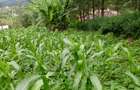 0.25 ac Residential Land in Ngong - 1