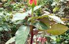 120 ac Land at Nyandarua County - 8