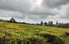 Land at Kiambu - 8