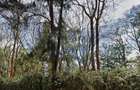 1 ac Land in Nyeri - 1