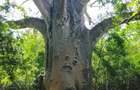 Land in Vipingo - 19