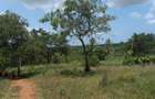11 ac Residential Land at Ramisi - 1