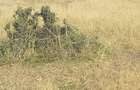 17 ac Land in Ongata Rongai - 2