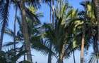 Commercial Property in Diani - 3