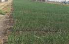 Land at Kisaju - 15