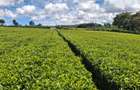 1 ac Residential Land at Limuru Girls High School - 1