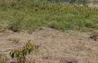 0.123 ac Land in Kiserian - 5