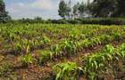 Land at Limuru Road - 9