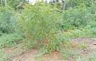 Land in Watamu - 6