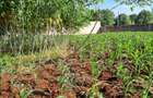 0.5 ac Land in Nyari - 1