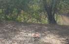 88 ac Land at Ol Choro Conservancy - 10