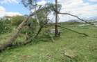 25 ac Land at Moi S Lake Rd - 8