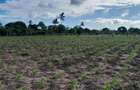 13 ac Land at Majaoni - 14
