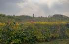 Land in Runda - 8