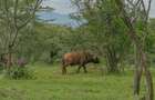 10 ac Land at Kisuri Hills - 4