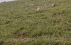 Land in Bisil - 3