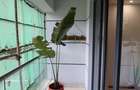 1 Bed Apartment with En Suite in Riverside - 4