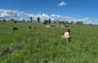 Land in Joska - 5