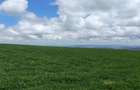 314 ac Land at Timau - 21