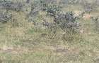 4 ac Land in Ongata Rongai - 8